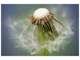 3-piece-canvas-print-dandelion-close-up