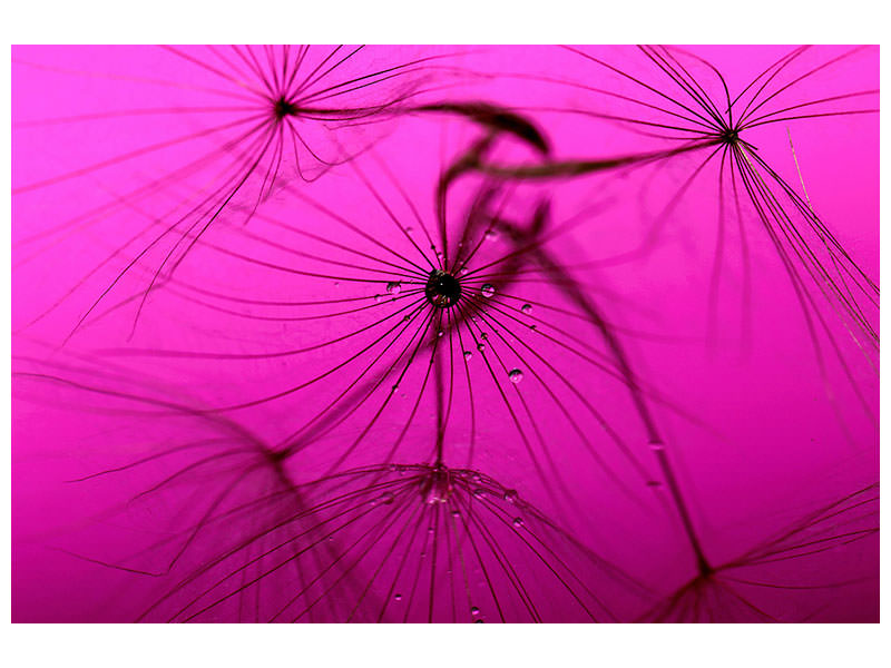 panoramic-canvas-print-dandelion-in-pink