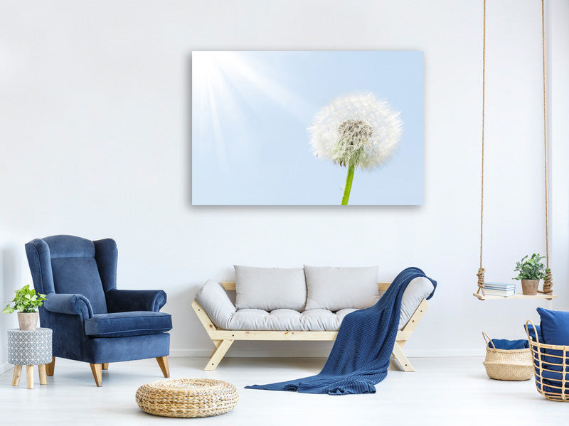5-piece-canvas-print-dandelion-in-sunbeam