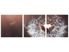 panoramic-canvas-print-dandelion-in-the-evening-light