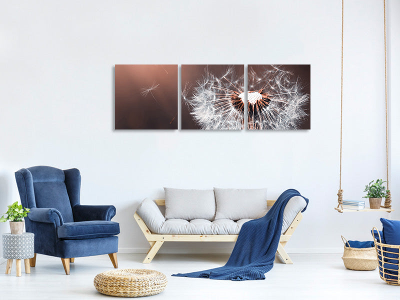canvas-print-dandelion-in-the-evening-light