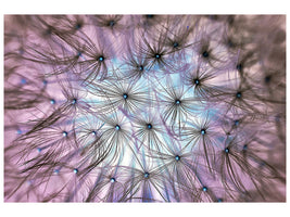 modern-4-piece-canvas-print-dandelion-in-the-light-play
