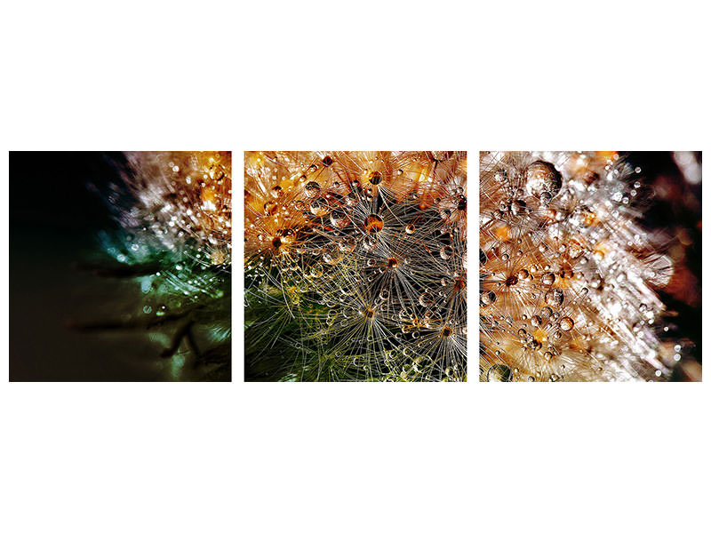 modern-3-piece-canvas-print-dandelion-in-the-morning-dew