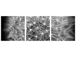 3-piece-canvas-print-dandelion-in-xxl
