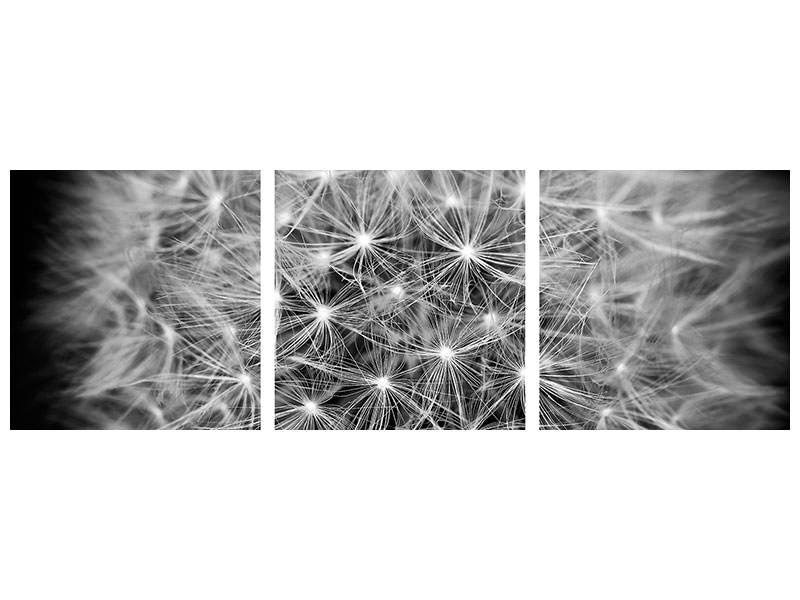 panoramic-canvas-print-dandelion-in-xxl