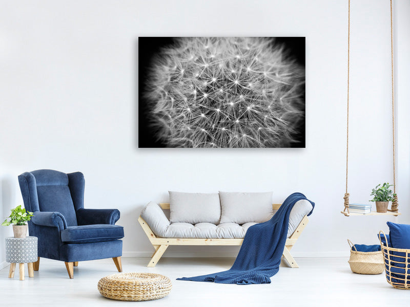panoramic-canvas-print-dandelion-in-xxl