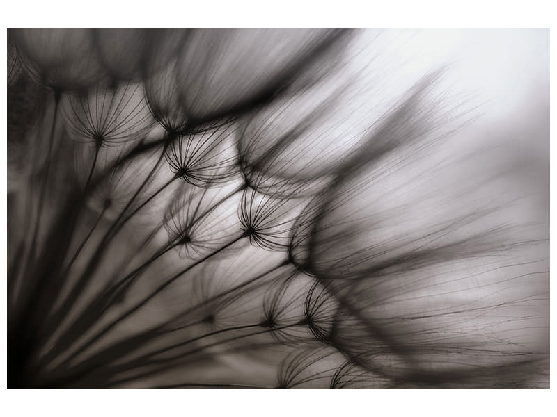 panoramic-canvas-print-dandelion-p