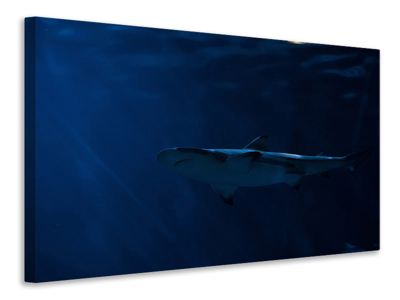 panoramic-canvas-print-dangerous-shark