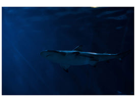 panoramic-canvas-print-dangerous-shark