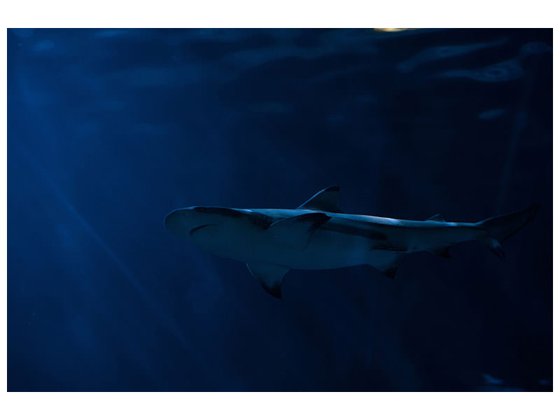 panoramic-canvas-print-dangerous-shark