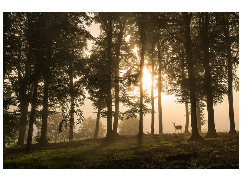 3-piece-canvas-print-deer-in-the-morning-mist