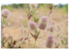modern-3-piece-canvas-print-delicate-flowers
