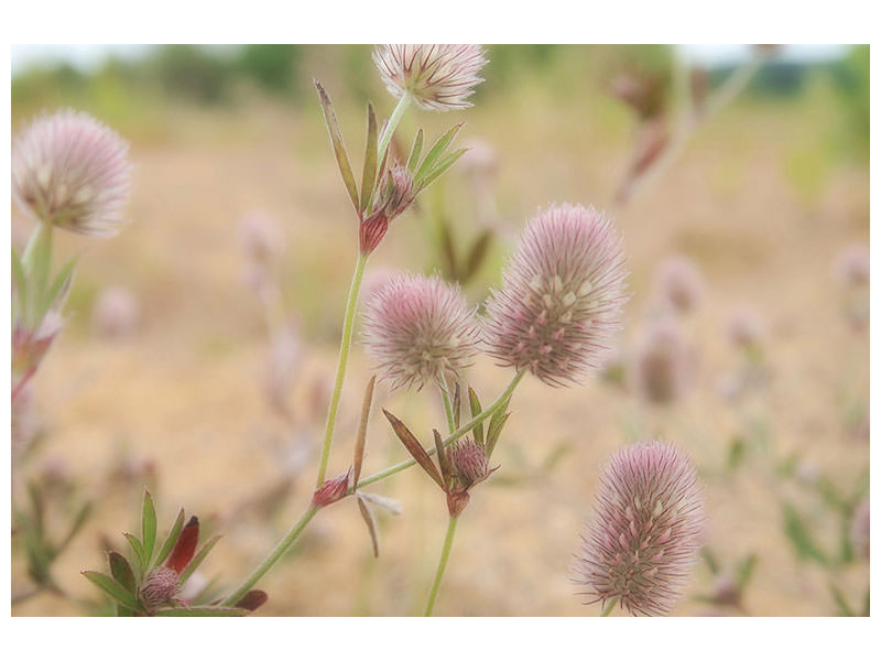 modern-4-piece-canvas-print-delicate-flowers