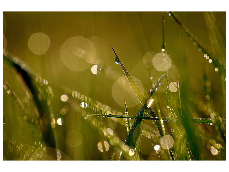 3-piece-canvas-print-dew-in-the-morning