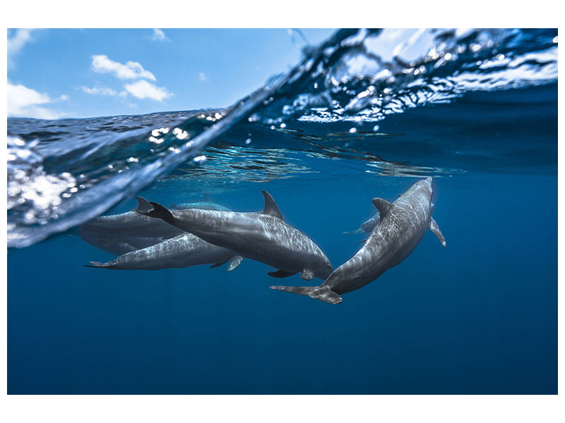 modern-3-piece-canvas-print-dolphins