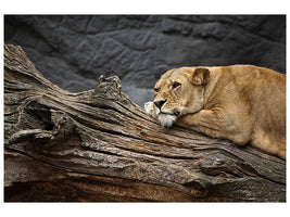 3-piece-canvas-print-dreaming-lioness