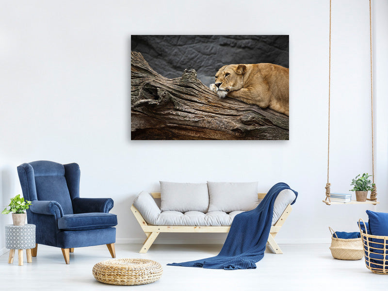 panoramic-3-piece-canvas-print-dreaming-lioness