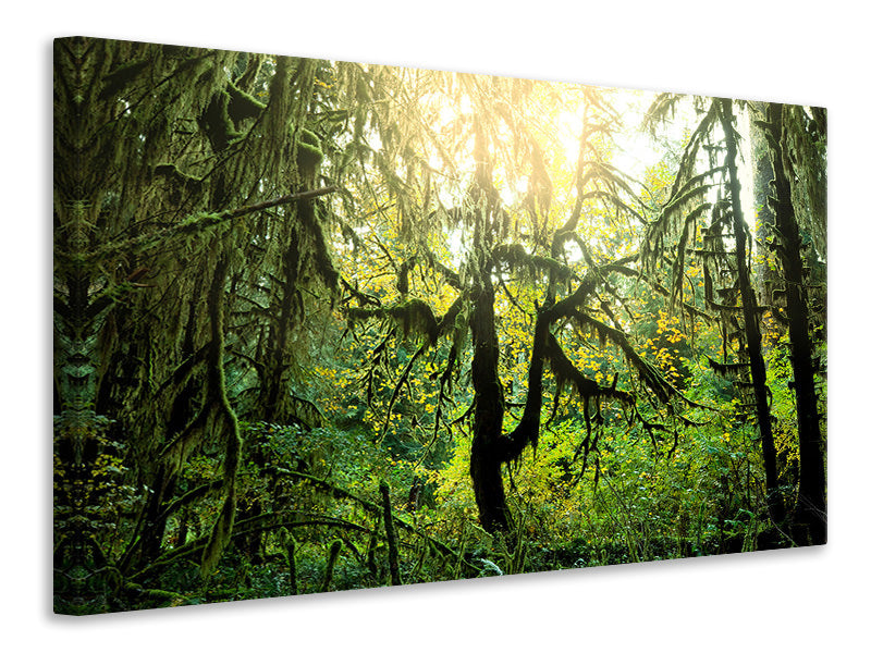 panoramic-canvas-print-dreamy-forest