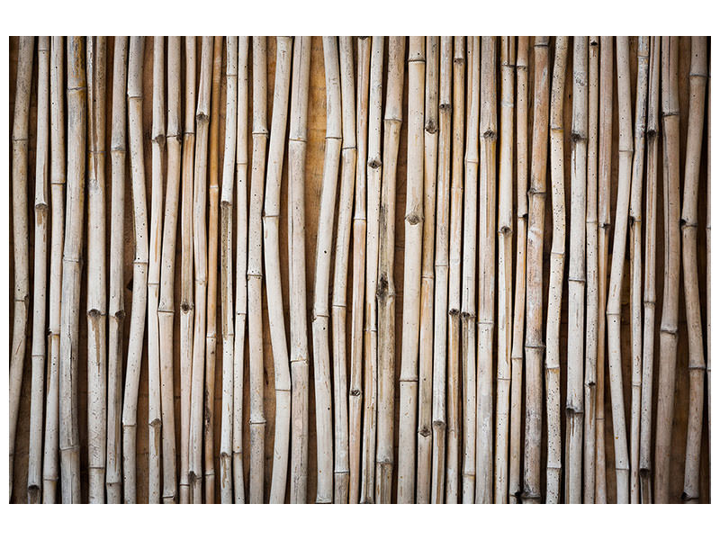 panoramic-canvas-print-dried-bamboos