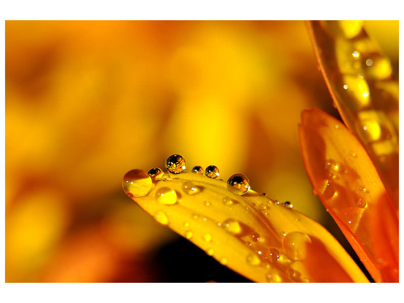 4-piece-canvas-print-drops-close-up