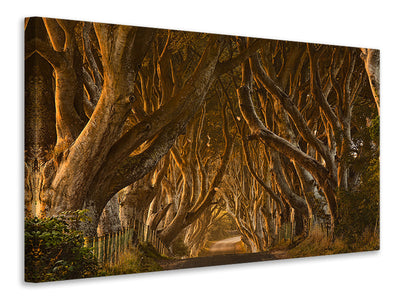 panoramic-canvas-print-early-morning-dark-hedges
