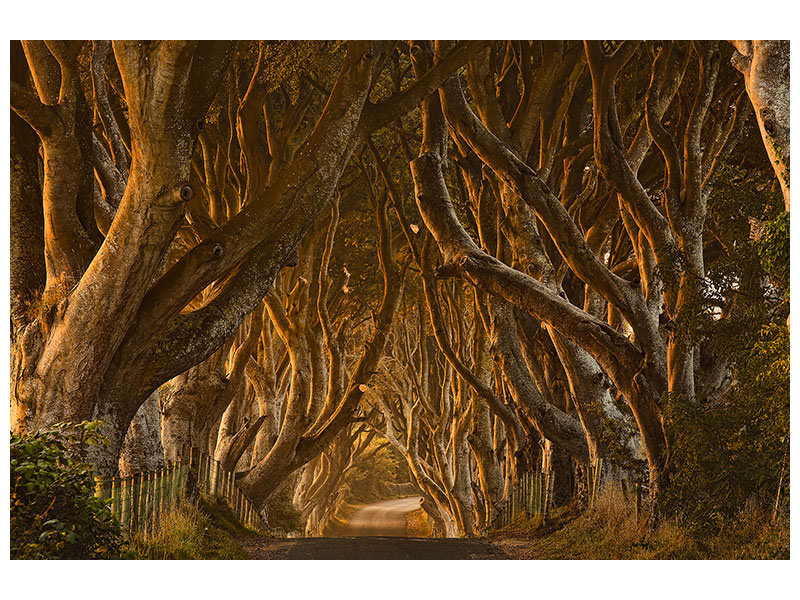 modern-3-piece-canvas-print-early-morning-dark-hedges