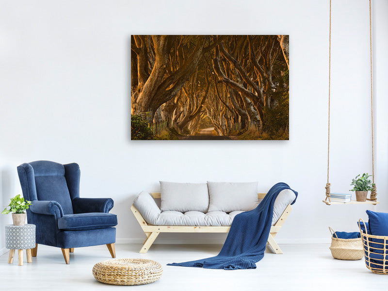 panoramic-canvas-print-early-morning-dark-hedges