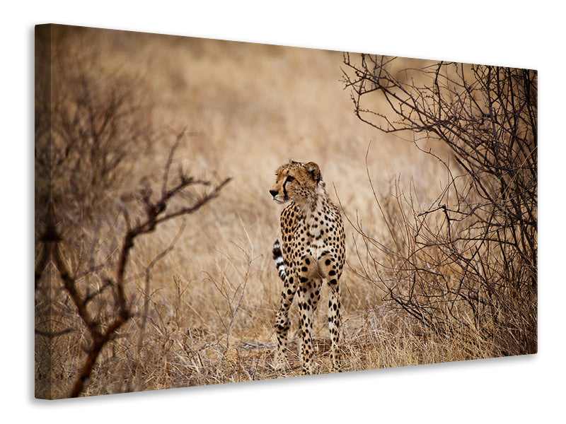 5-piece-canvas-print-elegant-cheetah