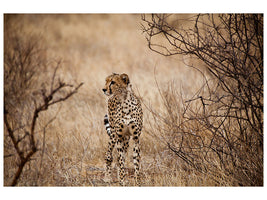 modern-4-piece-canvas-print-elegant-cheetah