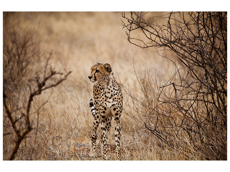 modern-4-piece-canvas-print-elegant-cheetah