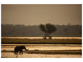 panoramic-canvas-print-elephant-alone-in-the-steppe