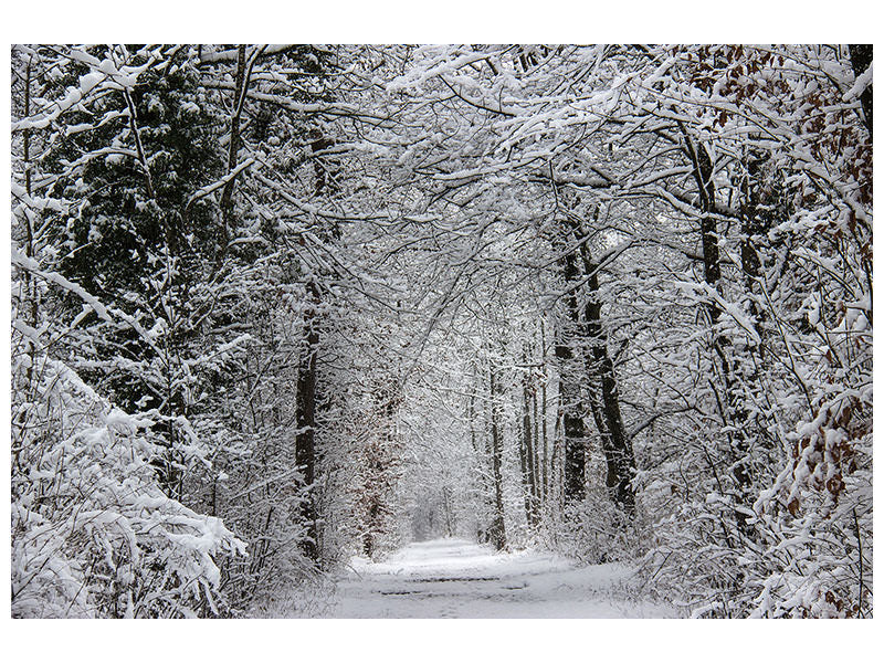 3-piece-canvas-print-enchanted-winter-forest