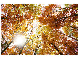 5-piece-canvas-print-enlightened-autumn-trees