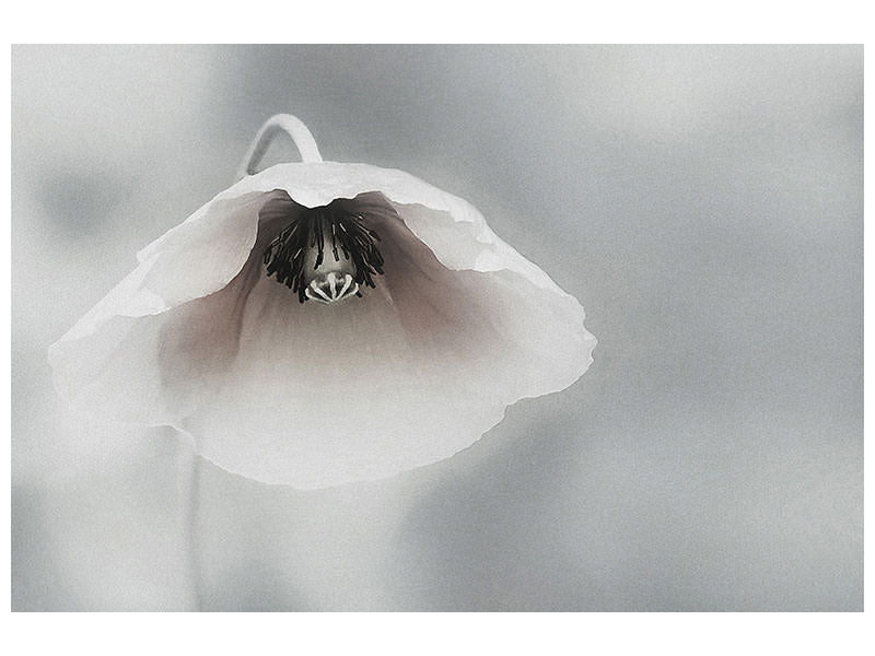 panoramic-canvas-print-ephemeral-beauty-ii