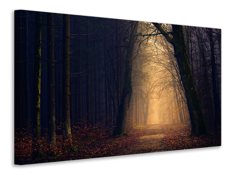 4-piece-canvas-print-evening-mood-in-the-forest
