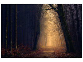 5-piece-canvas-print-evening-mood-in-the-forest