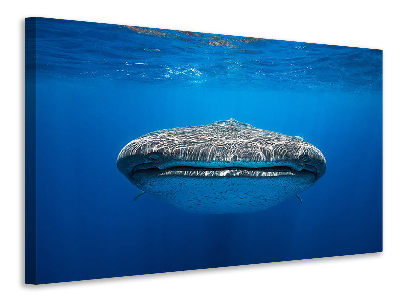 modern-4-piece-canvas-print-face-to-face-with-a-whale-shark