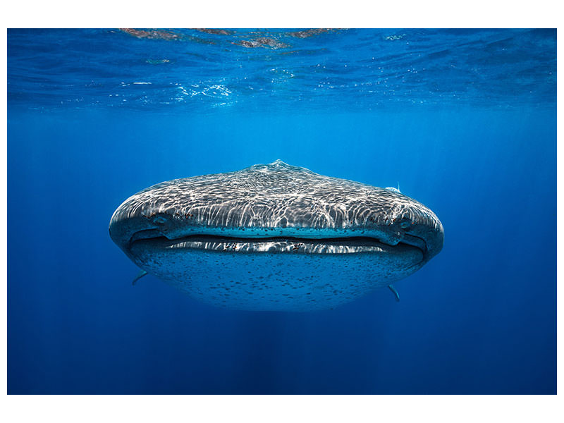 5-piece-canvas-print-face-to-face-with-a-whale-shark