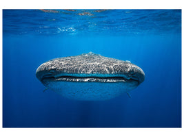 modern-4-piece-canvas-print-face-to-face-with-a-whale-shark