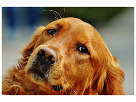 3-piece-canvas-print-faithful-irish-setter