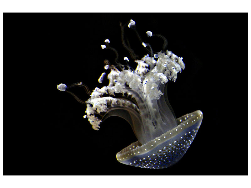 5-piece-canvas-print-fascinating-jellyfish