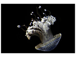 4-piece-canvas-print-fascinating-jellyfish