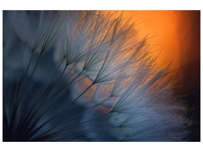 panoramic-canvas-print-feathers-p