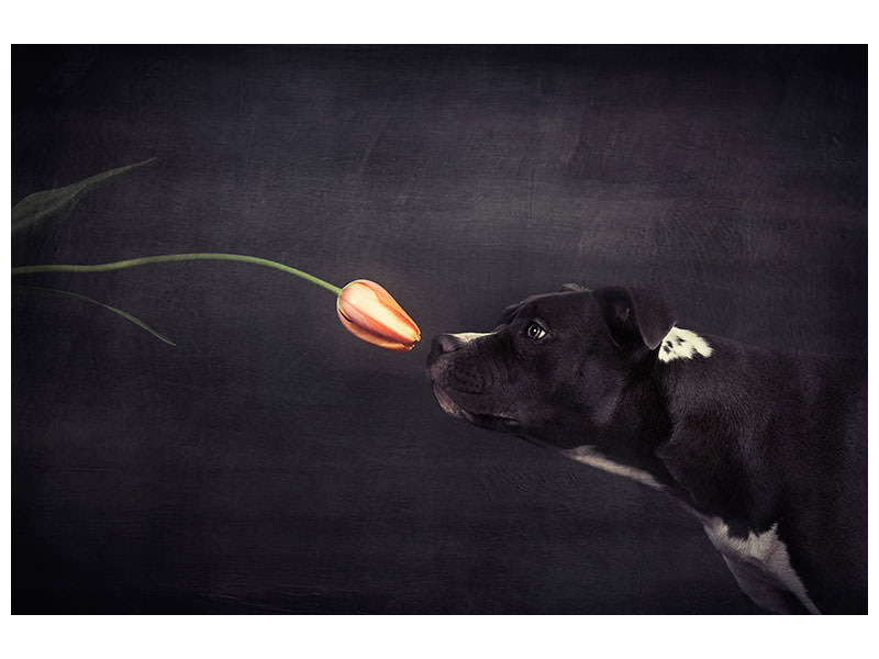 4-piece-canvas-print-first-approach-hildegard-and-the-tulip