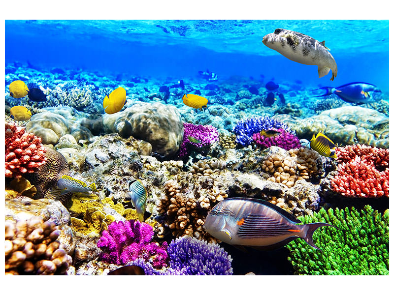 4-piece-canvas-print-fish-aquarium