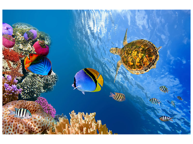 modern-4-piece-canvas-print-fish-in-the-water