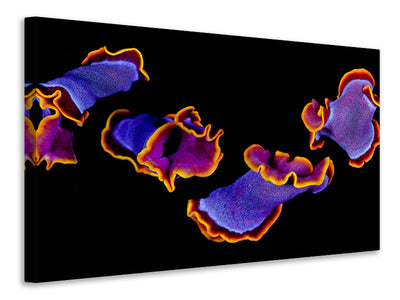panoramic-3-piece-canvas-print-flamenco