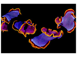 3-piece-canvas-print-flamenco