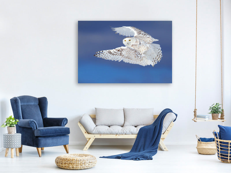 3-piece-canvas-print-flight-of-the-snowy-snowy-owl