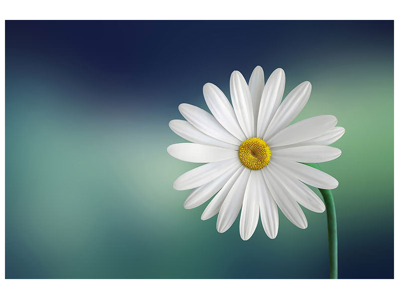 5-piece-canvas-print-flower
